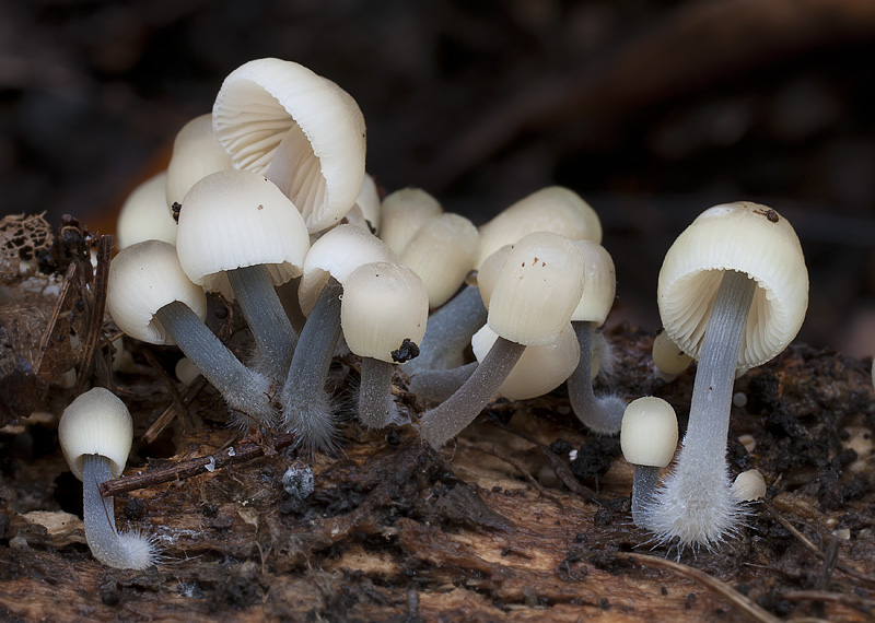 Mycena arcangeliana